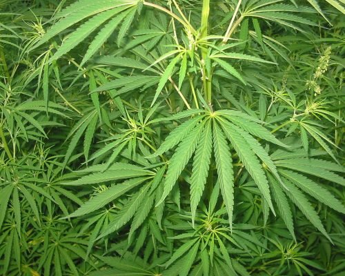 1024px-Cannabis_01_bgiu 1024px-Cannabis_01_bgiu