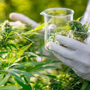 Cannabis-medical Cannabis-medical