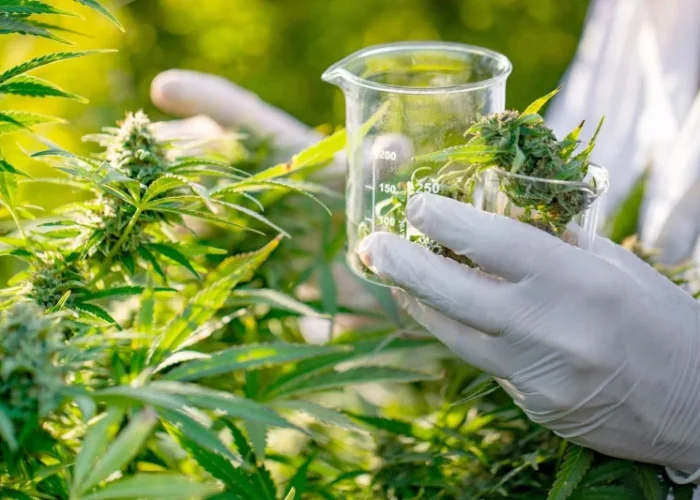Cannabis-medical Cannabis-medical
